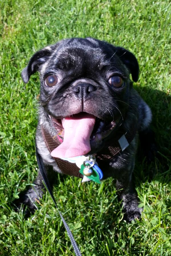 /Images/uploads/Humane Society of Utah/HSUCalendar/entries/1051thumb.jpg